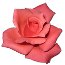 Rose Coral icon